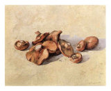 Champiñones Láminas por Joaquin Moragues