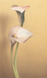 Calla I Arte por Kory Fluckiger Calla I Arte por Kory Fluckiger