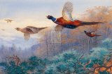 Pheasants in Flight Poster by Archibald Thorburn