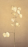 Lunaria Study I Prints by Kory Fluckiger