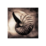 Nautilus Print by Laurel Wade