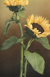 Isabell's Garden II Prints by Kory Fluckiger