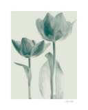 Classic Tulips II Posters by Katja Marzahn