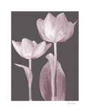 Classic Tulips I Prints by Katja Marzahn