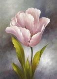 White Tulip Prints by Fasani 