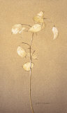 Lunaria Study II Print by Kory Fluckiger