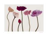 Colourful Poppies Prints by Katja Marzahn