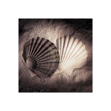 Coquilles St Jacques Poster par Laurel Wade