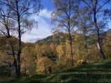 Birch Trees in Autumn, Glen Lyon, Tayside, Scotland, United Kingdom Photographic Print by Kathy Collins