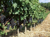Vineyard, Gaillac, France Photographic Print by Robert Cundy