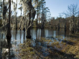 Sam Houston Jones State Park, Lake Charles, Louisiana, USA Photographic Print by Ethel Davies