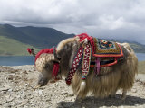 Decorated Yak, Turquoise Lake, Tibet, China Fotografisk tryk af Ethel Davies