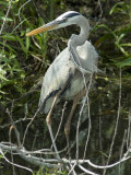 Great Blue Heron, Everglades National Park, Unesco World Heritage Site, Florida, USA Photographie par Ethel Davies