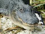 Alligator, Everglades National Park, Florida, USA Lámina fotográfica por Ethel Davies Alligator, Everglades National Park, Florida, USA Lámina fotográfica por Ethel Davies