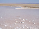 Salt Lake, Chott El Jerid, Tunisia, North Africa, Africa Photographic Print by Ethel Davies