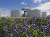 Wild Purple Lupins Surrounding the Pearl (Perlan) Oskjulid Dome, Reykjavik, Iceland, Polar Regions Photographic Print by Neale Clarke