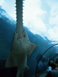 Atlantis, Paradise Island, Bahamas West Indies, Central America Photographie par Ethel Davies