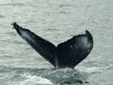 Humpback Whales, Husavik, the Whale Capital of Europe, Iceland, Polar Regions Photographic Print by Ethel Davies
