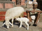 Shepherd and Mini-Flock, Bhaktapur, Nepal Photographie par Ethel Davies