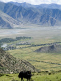 Yak, Ganden Monastery, Near Lhasa, Tibet, China Photographie par Ethel Davies
