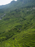 Rice Fields, Nepal Photographie par Ethel Davies