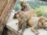 Swayambhunath (Monkey Temple), Kathmandu, Nepal Photographie par Ethel Davies