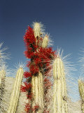 Cacti in Flower, Elqui Valley, Chile, South America Photographic Print by Mark Chivers