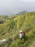 Woman of Yao Tribe in Ricefields, Longsheng Terraced Ricefields, Guilin, Guangxi Province, China Photographic Print by Angelo Cavalli