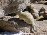 Viscacha, Uyuni, Bolivia, South America Lámina fotográfica por Mark Chivers