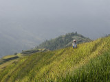 Woman of Yao Tribe in Ricefields, Longsheng Terraced Ricefields, Guilin, Guangxi Province, China Photographic Print by Angelo Cavalli