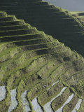 Longsheng Terraced Ricefields, Guangxi Province, China Photographic Print by Angelo Cavalli Longsheng Terraced Ricefields, Guangxi Province, China Photographic Print by Angelo Cavalli