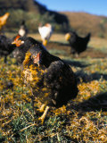 Free Range Chickens, Salta, Argentina, South America Photographic Print by Mark Chivers