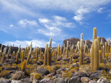 Cacti, Isla Pescado, Uyuni, Bolivia, South America Photographic Print by Mark Chivers