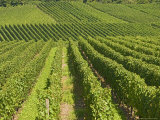 Vineyards by the River Moselle, Luxembourg Photographic Print by James Emmerson