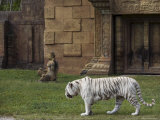 White Bengal Tiger at Miami Metro Zoo, Miami, Florida, USA Photographic Print by Angelo Cavalli