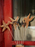 Chinese Food, Starfish, Beijing, China Photographic Print by Angelo Cavalli