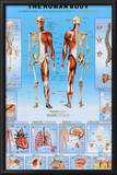 Human Body Poster