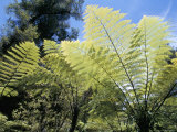 Ferns, Abel Tasman National Park, South Island, New Zealand Photographic Print by Ken Gillham