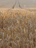 Wheat Field in the Dordogne, Aquitaine, France Photographie par Jonathan Hodson