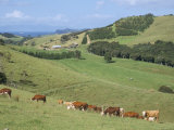 Middle Island Farm, Waiheke Island, Hauraki Gulf, North Island, New Zealand Photographic Print by Ken Gillham