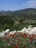 Flowers and Landscape, Greece Photographic Print by Tony Gervis