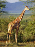 Giraffe, Samburu National Reserve, Kenya Fotografie-Druck von Robert Harding