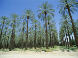 Date Palm Orchards Near Indio, California, USA Photographic Print by Robert Harding Date Palm Orchards Near Indio, California, USA Photographic Print by Robert Harding