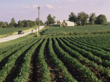Soybean Fields, Hudson, Illinois, Mid-West, USA Photographic Print by Ken Gillham