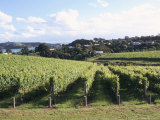 Vineyards, Ostend, Waiheke Island, North Island, New Zealand Photographic Print by Ken Gillham