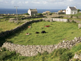 Walled Fields, Inishmore, Aran Islands, County Galway, Connacht, Eire (Republic of Ireland) Photographic Print by Ken Gillham