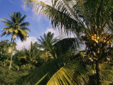 Coconut Production, Martinique, West Indies, Caribbean, Central America Fotografie-Druck von Ken Gillham