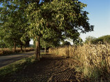 Walnut Tree and Corn, Dordogne, Aquitaine, France Photographic Print by Peter Higgins