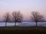 Bare Trees in Winter, St. Valery Sur Somme, River Somme Estuary, Picardie (Picardy), France Photographic Print by Peter Higgins