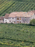Vineyards Near Fumane in the Centre of the Valpolicella Classico Zone, Fumane, Veneto, Italy Photographic Print by Michael Newton